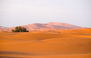 Early morning light at the desert dunes Erg Chebbi in the south of Morocco, nearby Merzouga