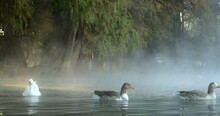 Some Ducks Swim Between The Mist Of Lake Camecuaro And The First Rays Of The Morning Sun.
Algunos Patos Nadan Entre La Neblina Del Lago De Camécuaro Y Los Primeros Rayos Del Soy De La Mañana.