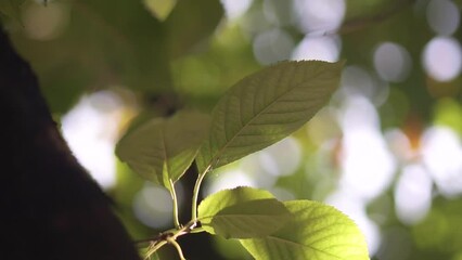 Sticker - Shallow focus of green leaves on a sunny day with bokeh background