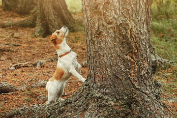 small and cute jack russell terrier dog with a collar stands near a tree and looks up, hunting a bir