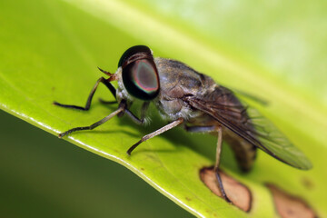 close up of a fly