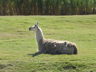 Canvas Print - Lama, LLama, South American camelids, the wild guanaco and vicuna. Uruguay.