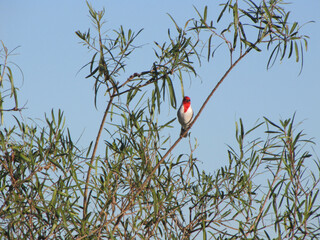 Canvas Print - Bird Cardinalis, cardinal in family Cardinalidae, white breasted, red crested head on tree branch