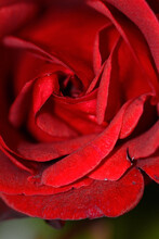 Close-up Photo Of Blooming Red Rose Petals