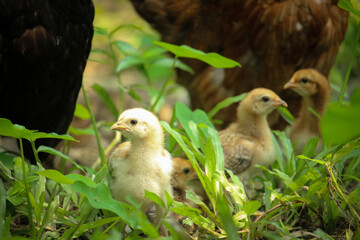 Sticker - Portrait pictures of chickens and chicks.