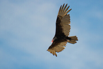 Poster - American turkey vulture, Cathartes aura, flying in the sky