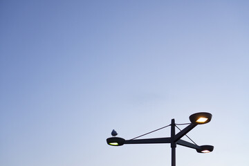 Poster - Pigeon resting on a street lamp that is illuminated on blue cloudless sky