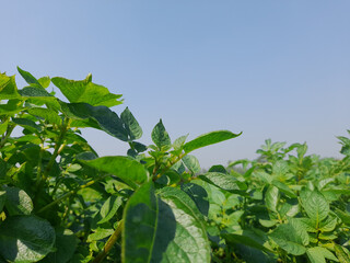 Sticker - Green potato tree vegetable plant leaves in the garden