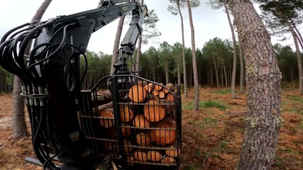 Sticker - porter picking up pine trunks for storage