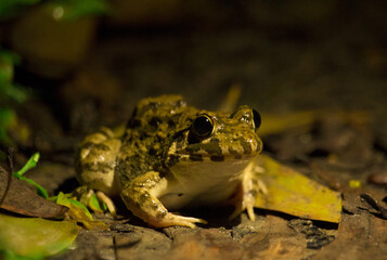 Wall Mural - The scene of a frog in the dark night