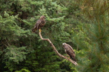 Wall Mural - Buzzard, Buteo buteo