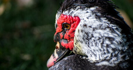 Poster - Closeup shot of the head of a muscovy duck with a blurry background