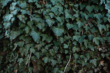 Wall Mural - Natural view of green ivy leaves in the park