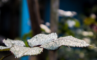 Sticker - Leaves of a rose plant in the morning of a winter with dew drops. The dews are glittering like jewel