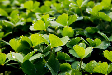 Sticker - Green shamrock plants in wood in the winter morning with dew drops on the leaf. The sunlight makes the dew drops shine in the morning