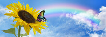 Sunflower Butterfly Rainbow Sky  Banner - Beautiful Rainbow Arcing Wide Cloudscape With A Colourful Butterfly Sitting Resting On A Huge Sunflower With Copy Space 
