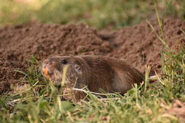 Poster - A closeup shot of a  beaver on the ground