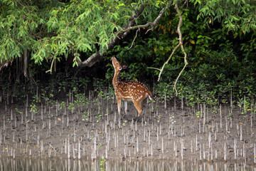 Sticker - Closeup shot of the baby Chital trying to reach the tree leaves in the forest