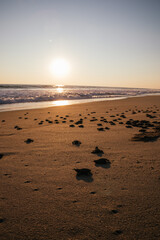 Canvas Print - Baby turtles going to the sea in Oaxaca Coast, Mexico