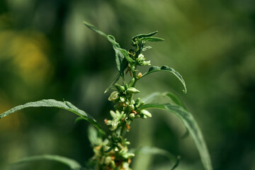 Sticker - A shallow focus of V plant with green leaves and a blurred green background