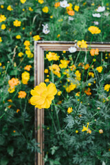 Canvas Print - A shallow focus of yellow Sulfur cosmos flowers in the garden