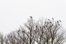 Jackdaws Birds Top Of The Tree In Winter Isolated On Grey Sky Background. Flock Of Crows Roosting In Winter Park. Tree In The Sky With 21 Sitting And One Flying Ravens.
