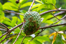 The Soursop Fruit (Annona Muricata L.) With  Brown Ants, Shallow Focus
