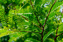 Tamarind (Tamarindus Indica) Green Leaves, Selected Focus