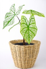 Wall Mural - Caladium Bicolor,Candinum,vent angel wings,araceae,caladium,elephant ear, colocasia esculenta, bon tree and white leaves heart shape on pot isoleted on white background