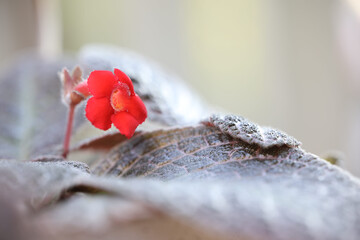 Wall Mural - red flame violet flower macro closeup