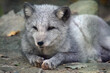 Cute White Arctic Fox Lying and  Watching