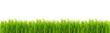 Fototapeta Na sufit - Perfect fresh juicy grass isolated on white background. Banner with copy space for spring season border. Panoramic view