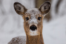 Close-up Portrait Of A White-tailed Deer (Odocoileus Virginianus) Covered In Snow During Late Winter. Selective Focus, Background And Foreground Blur. 
