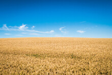 Yellow Field With Grain Under Blue Sky In Summer, Symbol And Colors Of Flag Of Ukraine