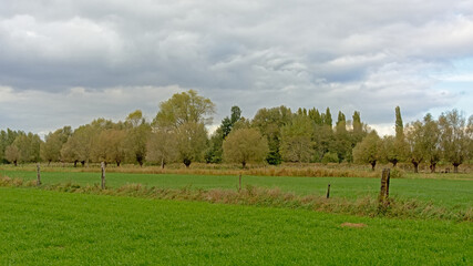 Wall Mural - Lush green fields with trees under grey storm clouds in Oude Kalevallei nature reserve, Vinderhoute, Flanders, Belgium 