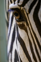 Detail Of A Zebra's Eye.