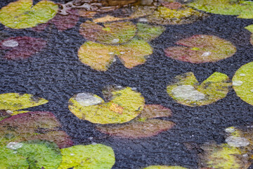 Poster - Water lily leaves in frozen water.