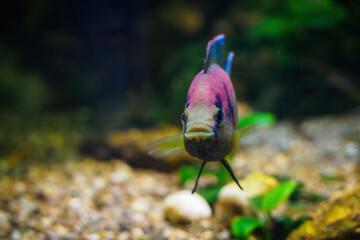Wall Mural - A freshwater fish with a purple head.