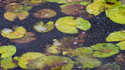 Wall Mural - Water lily leaves in frozen water.