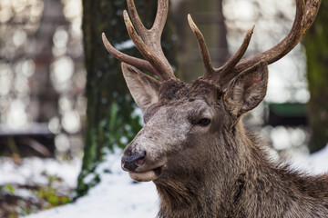 Wall Mural - Siberian wapiti deer outdoors with snow.