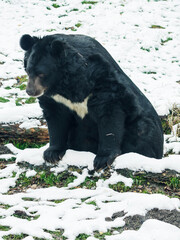 Wall Mural - Adult bear eared outside in the snow.