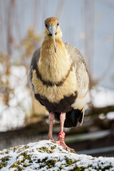 Sticker - Grey-winged Ibis outdoors in winter.