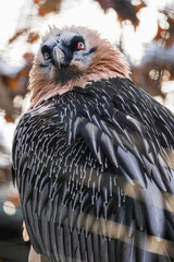 Poster - Vulture bearded portrait outside with dark background.