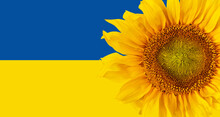 Ukraine, Sunflowers Are A Symbol Of Ukraine