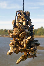 Oyster Cluster Hanging On A Line