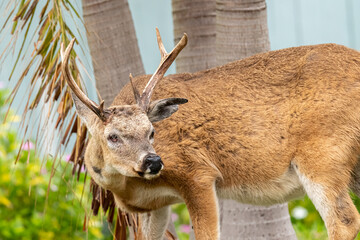 Wall Mural - A male Key Deer (Odocoileus virginianus clavium) buck  with antlers  missing his right eye in the Florida Keys, USA.