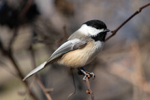 Closeup Side View Of A Black-capped Chickadee (Poecile Atricapillus) Perched On A Branch In Autumn In Michigan, USA.