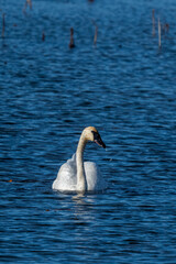 Wall Mural - A Trumpeter Swan (Cygnus buccinator) swimming in Autumn in Michigan, USA.