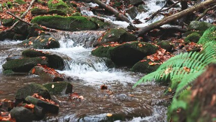 Wall Mural - Mountain river with autumn logs and leaves