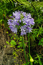 Purple-blue Flower Of The Agapanthus Or Africa Lily.
